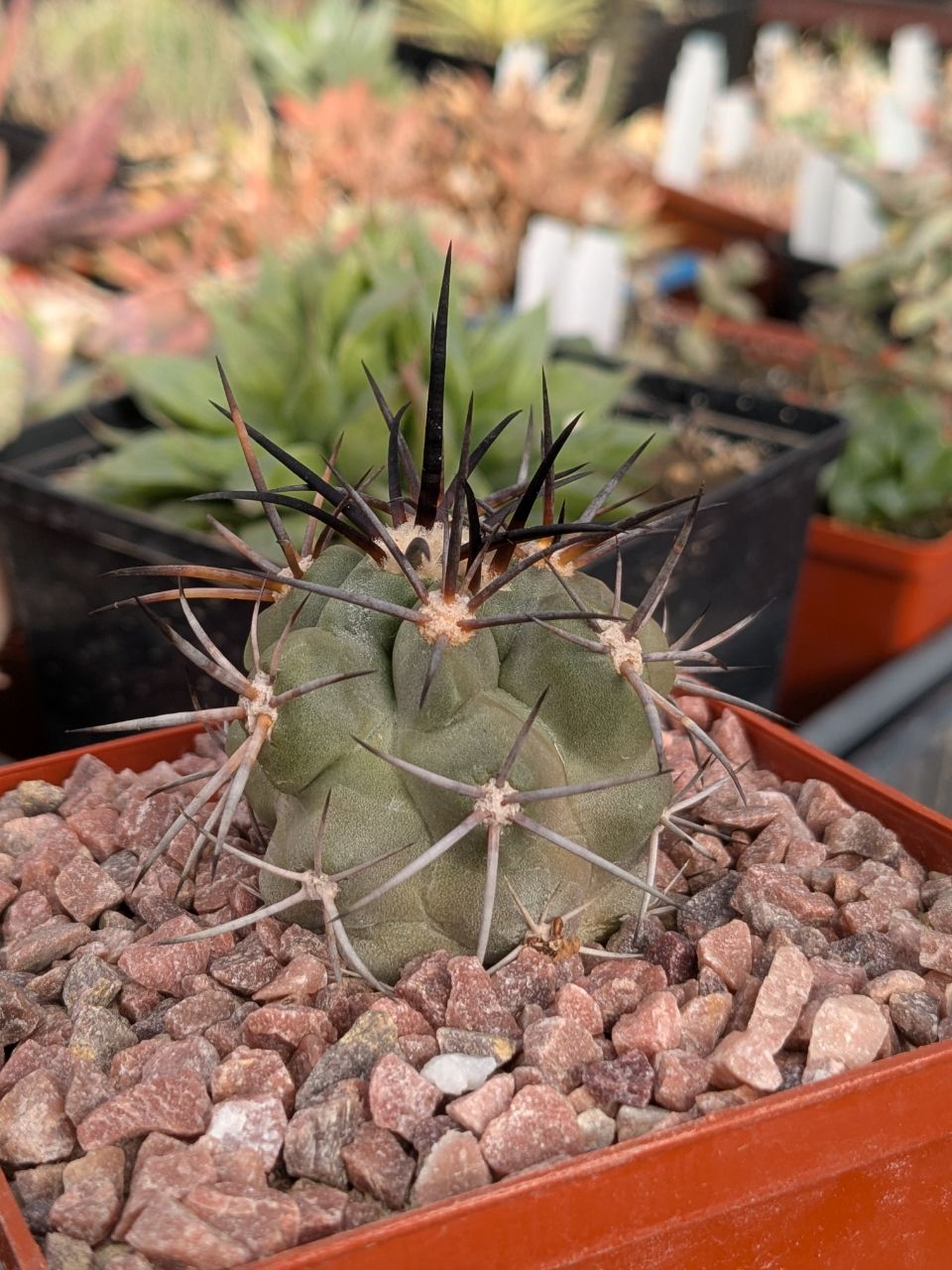 Copiapoa coquimbana (Насіння з природи)