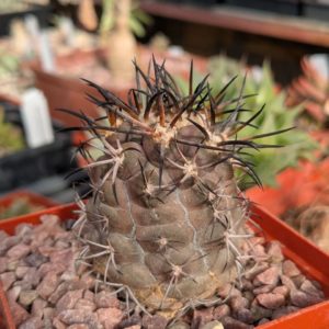 Copiapoa coquimbana WM 216 Piltz