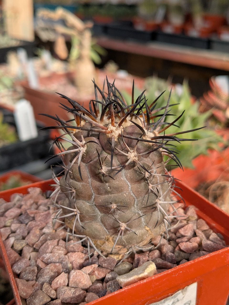 Copiapoa coquimbana WM 216 Piltz