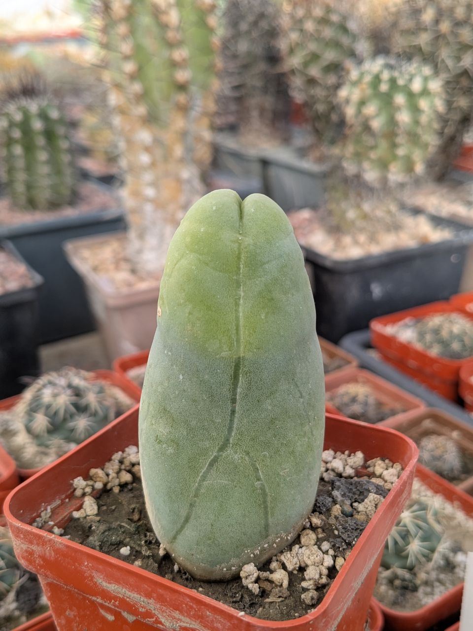 Echinopsis lageniformis f. monstruosa (Penis Cactus)