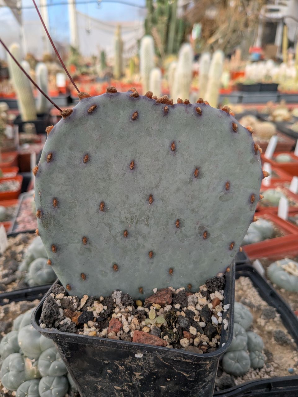 Opuntia violacea v. santa rita