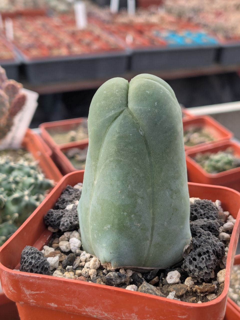 Echinopsis lageniformis f. monstruosa (Penis Cactus)
