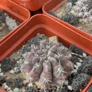 Neochilenia paucicostata