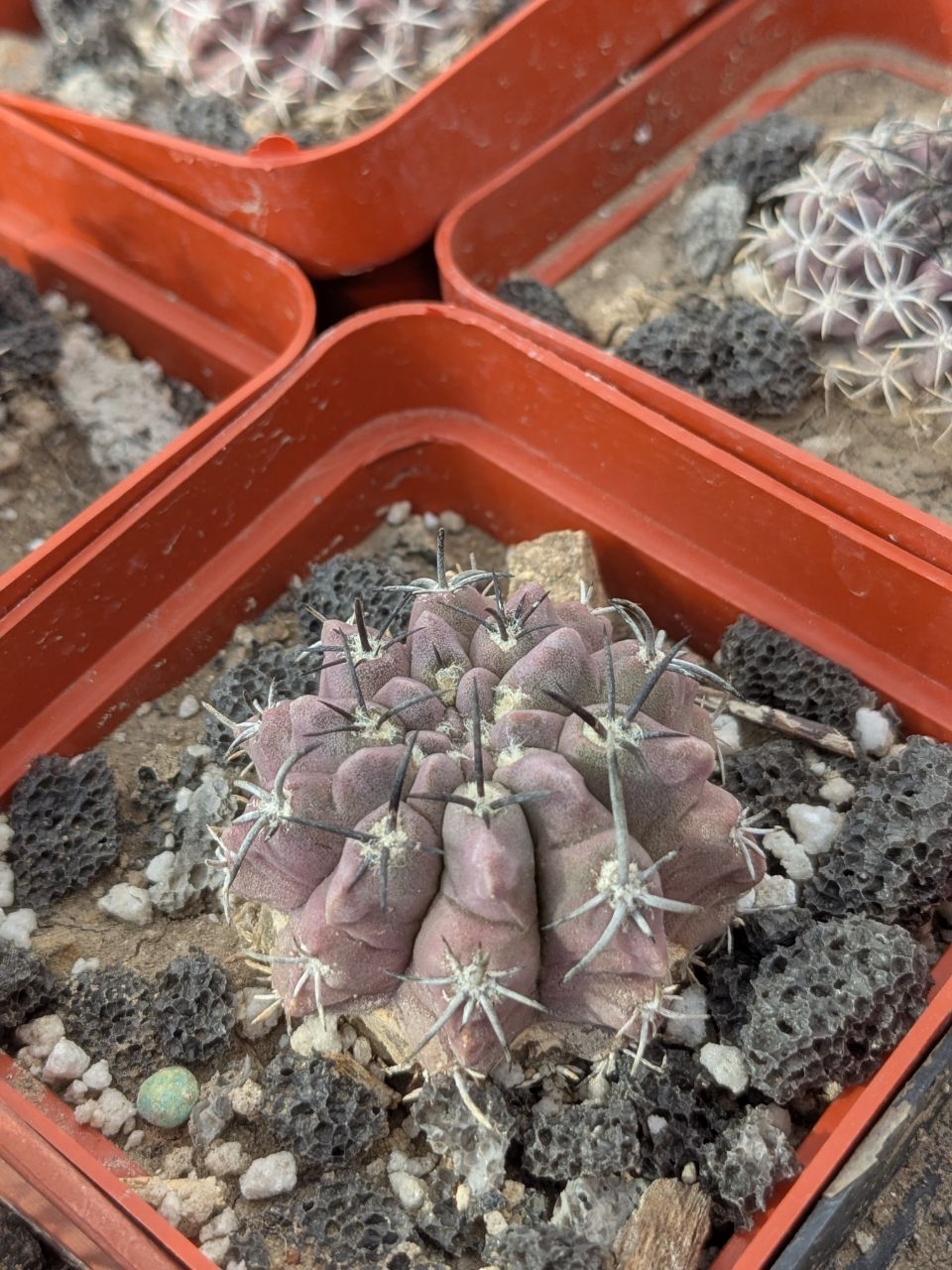 Neochilenia paucicostata