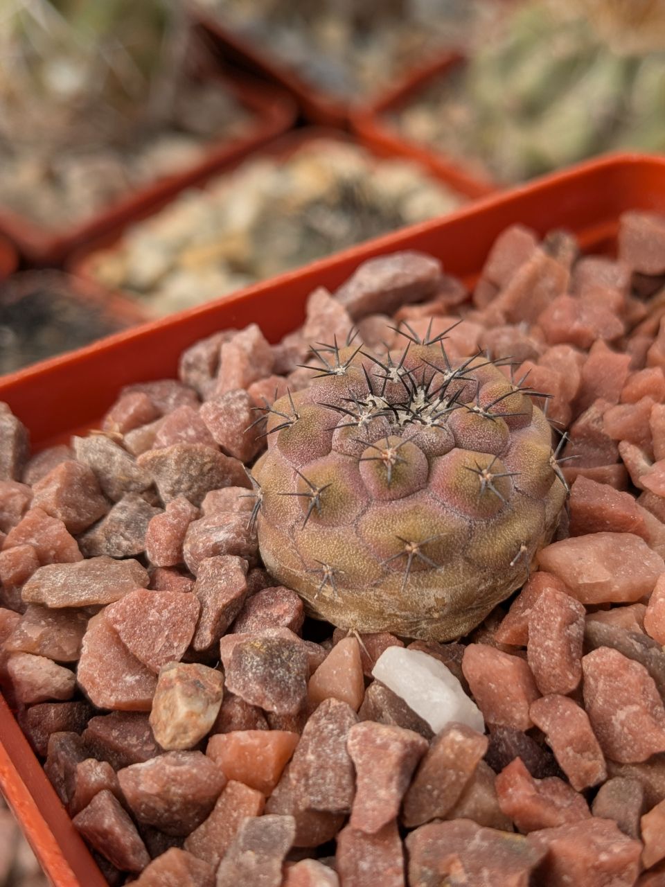 Copiapoa montana FR 522