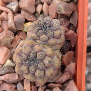 Copiapoa montana FR 522