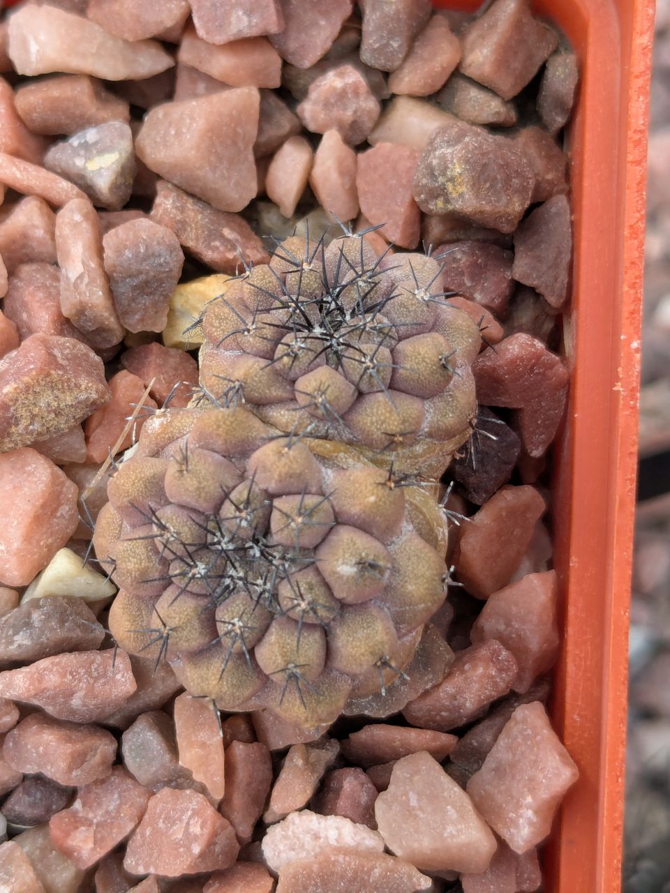 Copiapoa montana FR 522