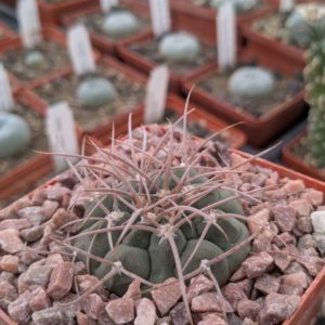 Gymnocalycium guanchinense v. mirandaense