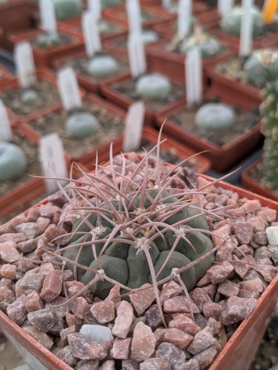 Gymnocalycium guanchinense v. mirandaense