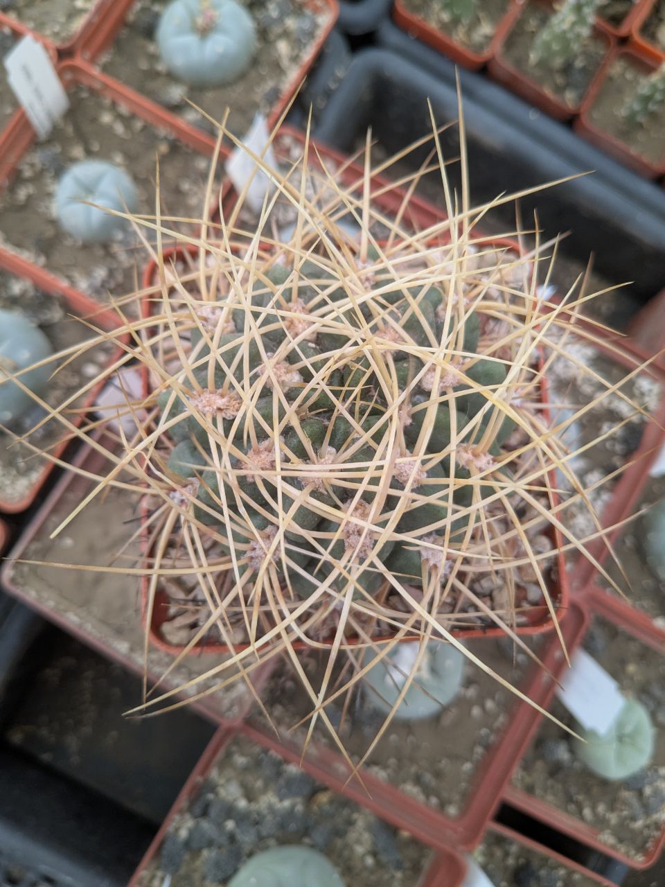 Gymnocalycium monvillei v. steineri