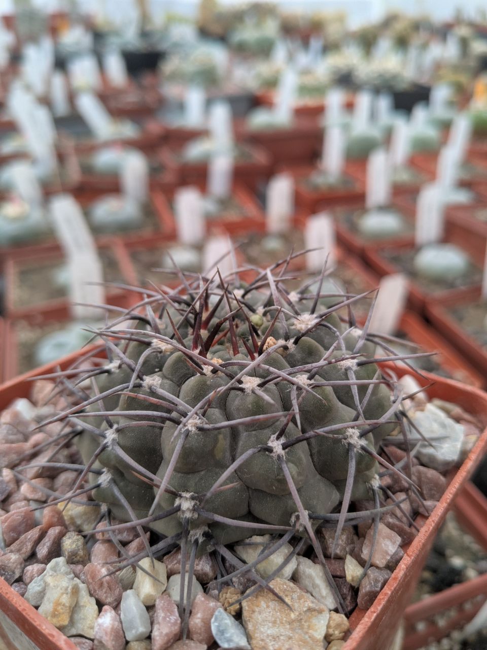 Gymnocalycium ochoterenae v. scoparium