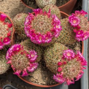 Mammillaria matudae