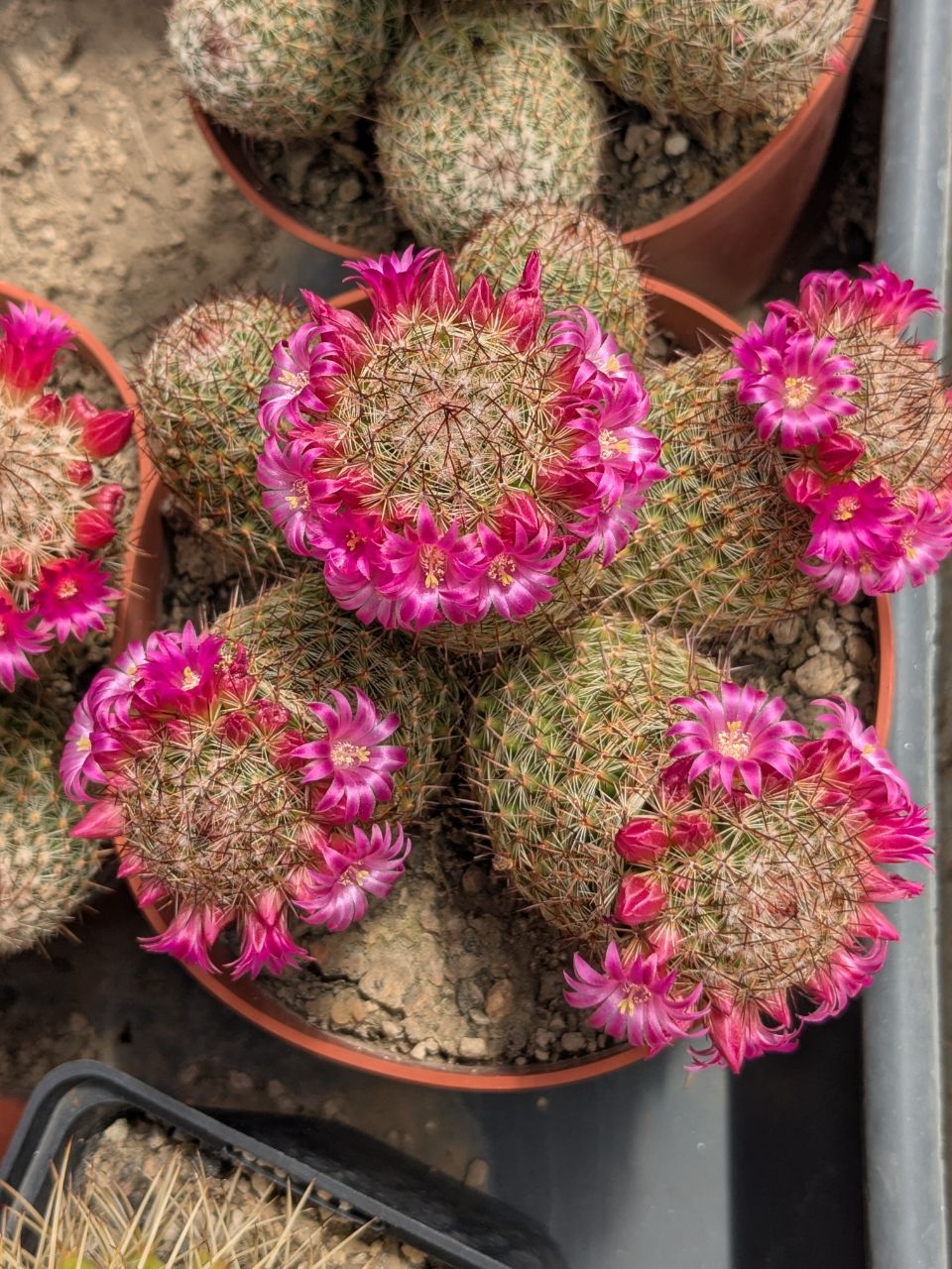 Mammillaria matudae