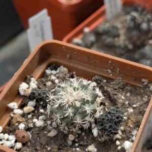 Turbinicarpus hoferi