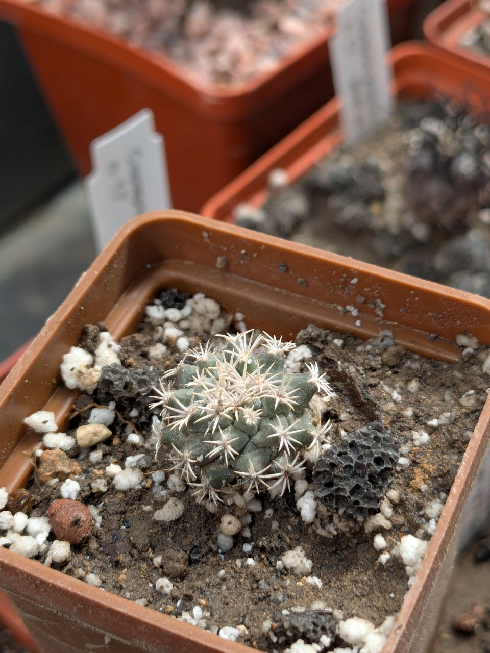 Turbinicarpus hoferi