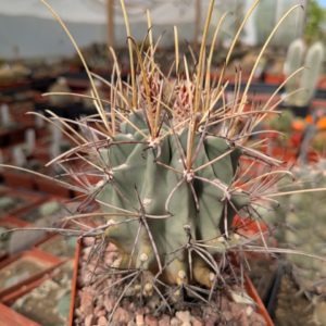 Glandulicactus uncinatus v. wrightii