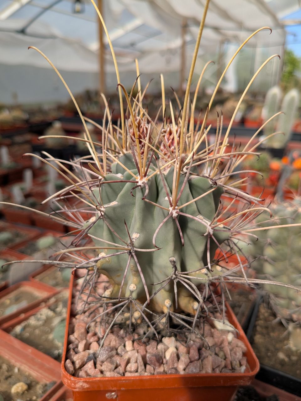 Glandulicactus uncinatus v. wrightii