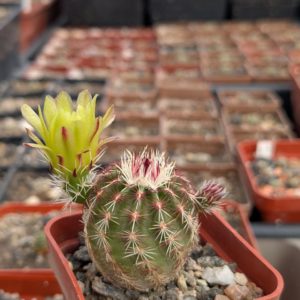 Echinocereus viridiflorus (MG 283.8)