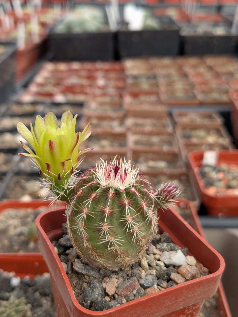 Echinocereus viridiflorus (MG 283.8)