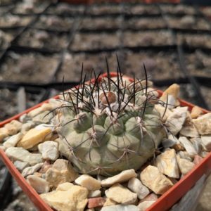 Copiapoa montana