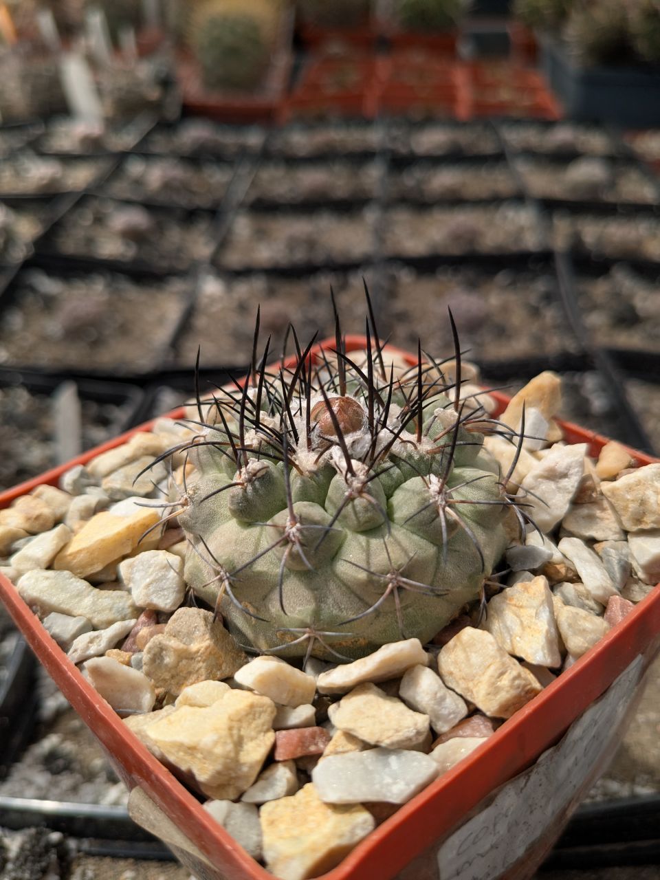 Copiapoa montana