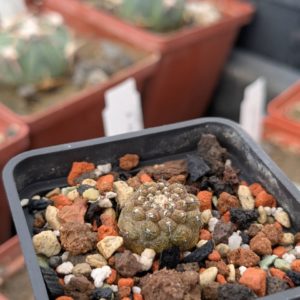 Copiapoa hypogaea cv. Lizard Skin