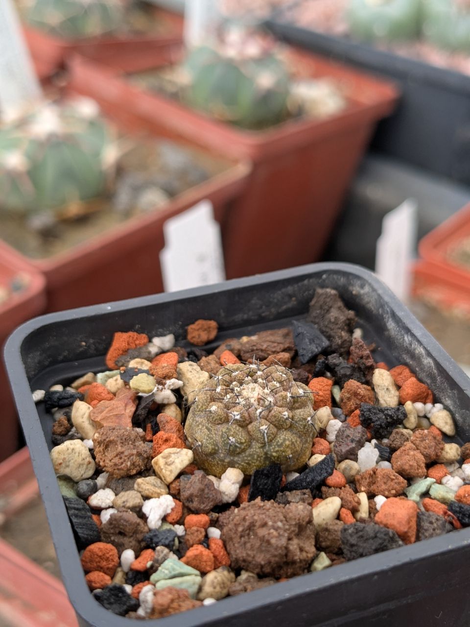 Copiapoa hypogaea cv. Lizard Skin