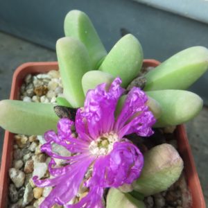 argyroderma species