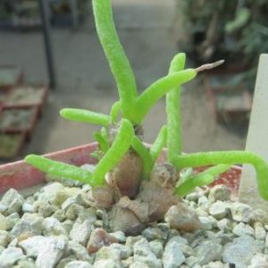 monilaria moniliforme