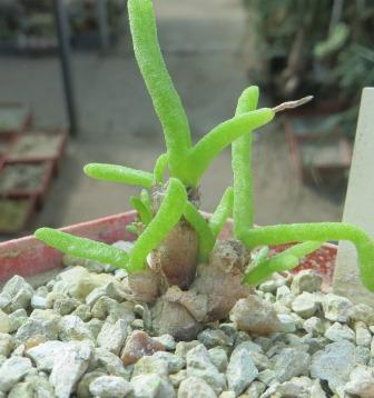 monilaria moniliforme