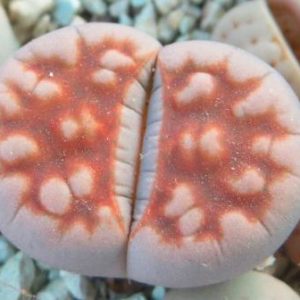 lithops karasmontana summitatum