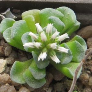 crassula celia