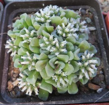 crassula celia