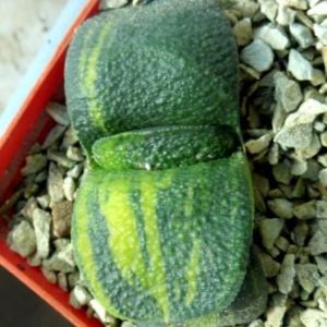 gasteria armstrongii variegated