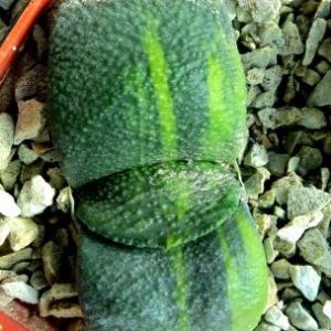 gasteria armstrongii variegated