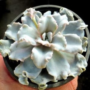 echeveria crispate beauty