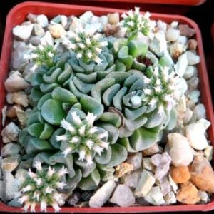 crassula celia