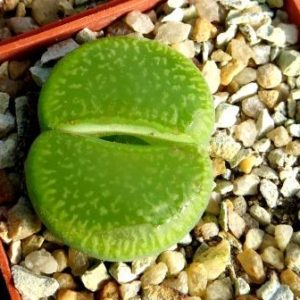 lithops aucampiae bella ketty