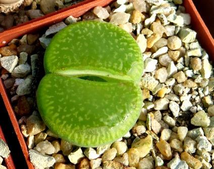lithops aucampiae bella ketty