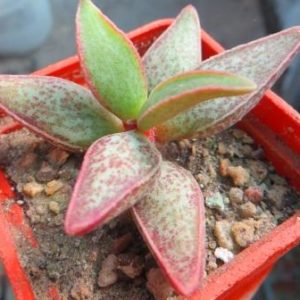 adromischus marianae hybrid