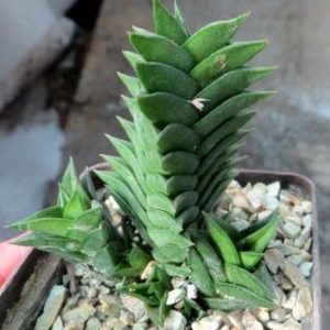 Haworthia limifolia 'Spiralis'