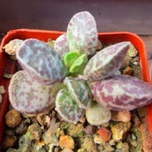 adromischus marianae bryan makin