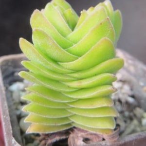 crassula buddha's temple