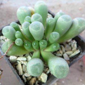 fenestraria rhopalophylla жовта квітка