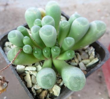 fenestraria rhopalophylla жовта квітка
