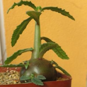 dorstenia hildebrandtii rubra