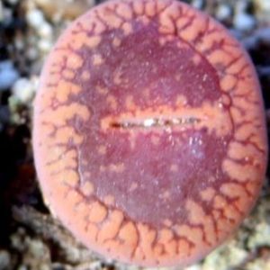 Lithops AUCAMPIAE 'FIRE BRAND'