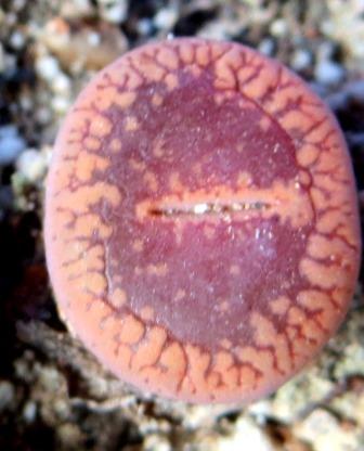 Lithops AUCAMPIAE 'FIRE BRAND'