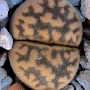 lithops karasmontana bella c 143