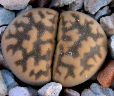 lithops karasmontana bella c 143